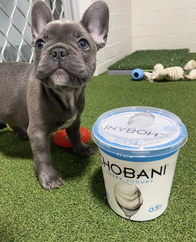 Frenchie
