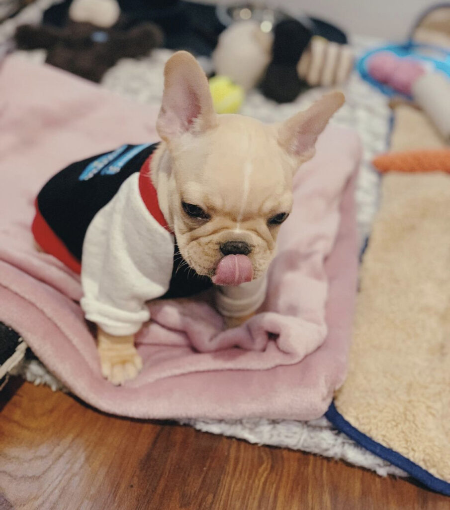 French bulldog puppies for sale