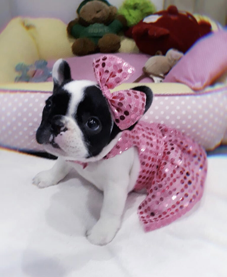 French bulldog