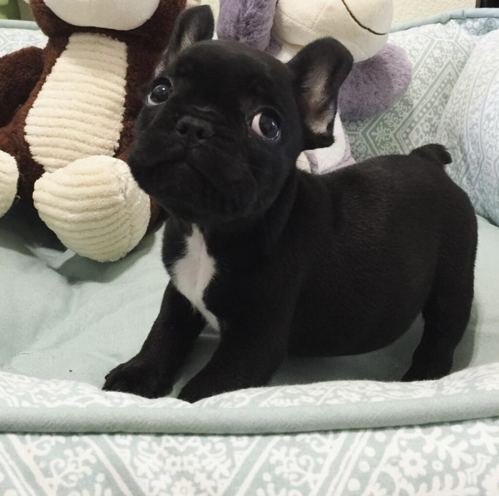 Frenchie for sale