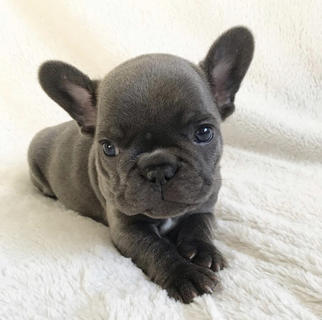 french bulldog