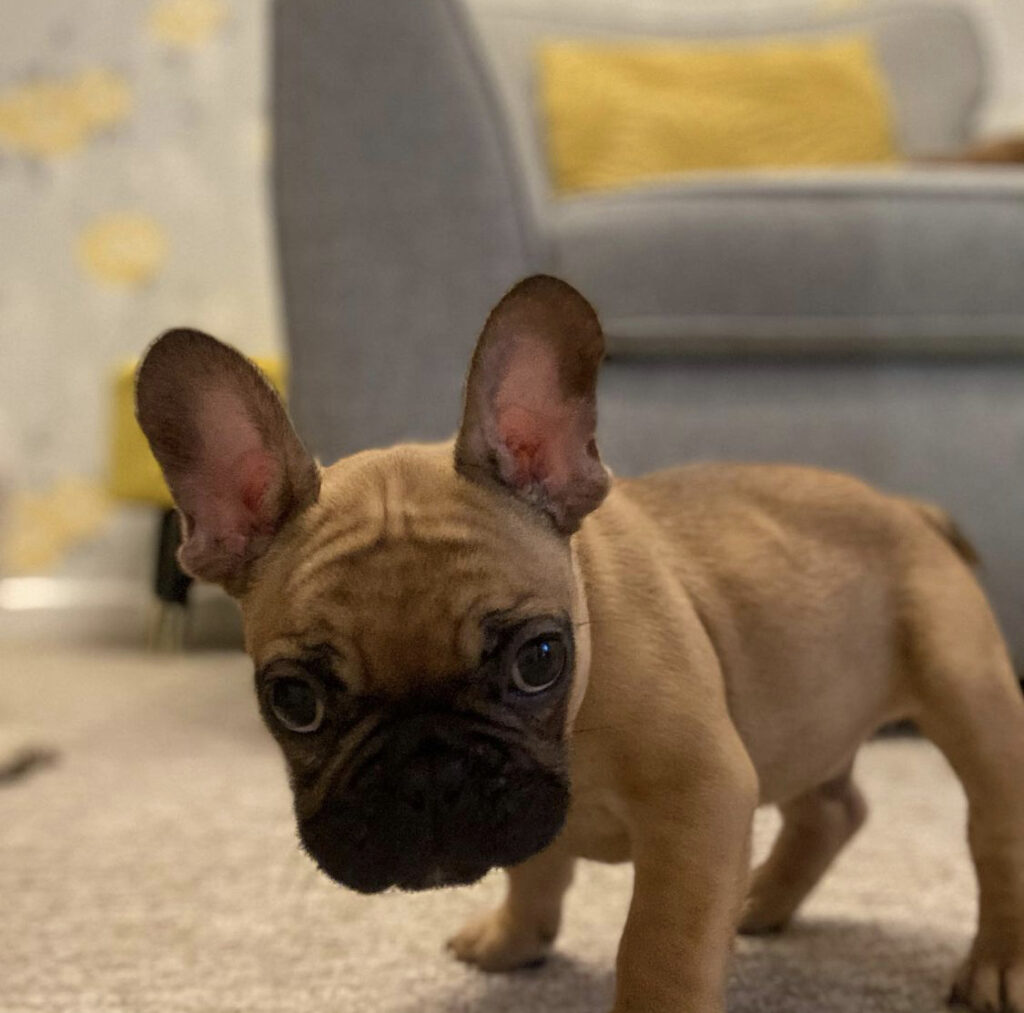 French bulldog puppies for sale