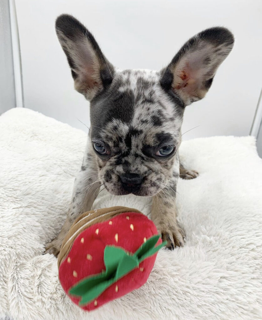 French bulldog puppies for sale