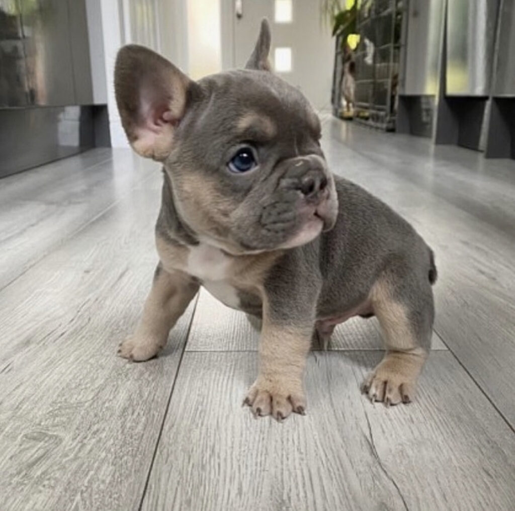 Frenchie