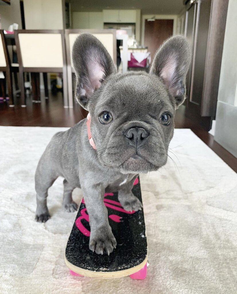 French bulldog puppies for sale