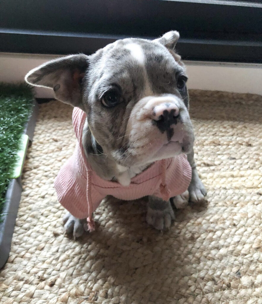 French bulldog puppies for sale