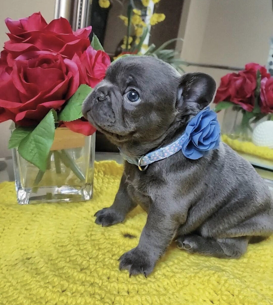 Frenchie for sale