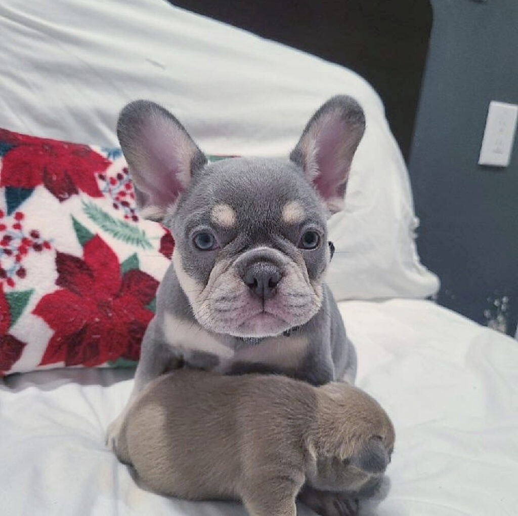 french bulldog