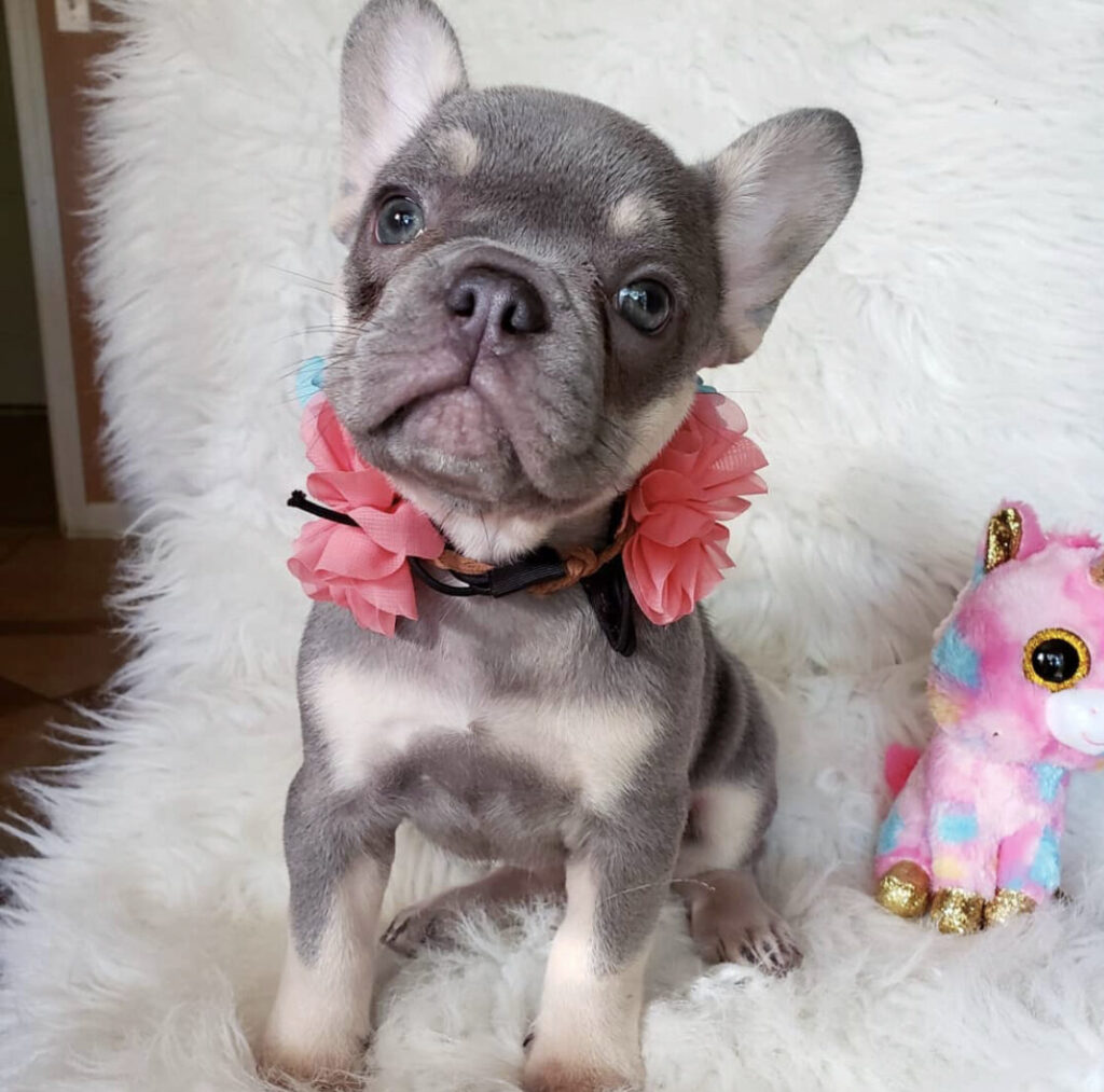 French bulldog puppies for sale