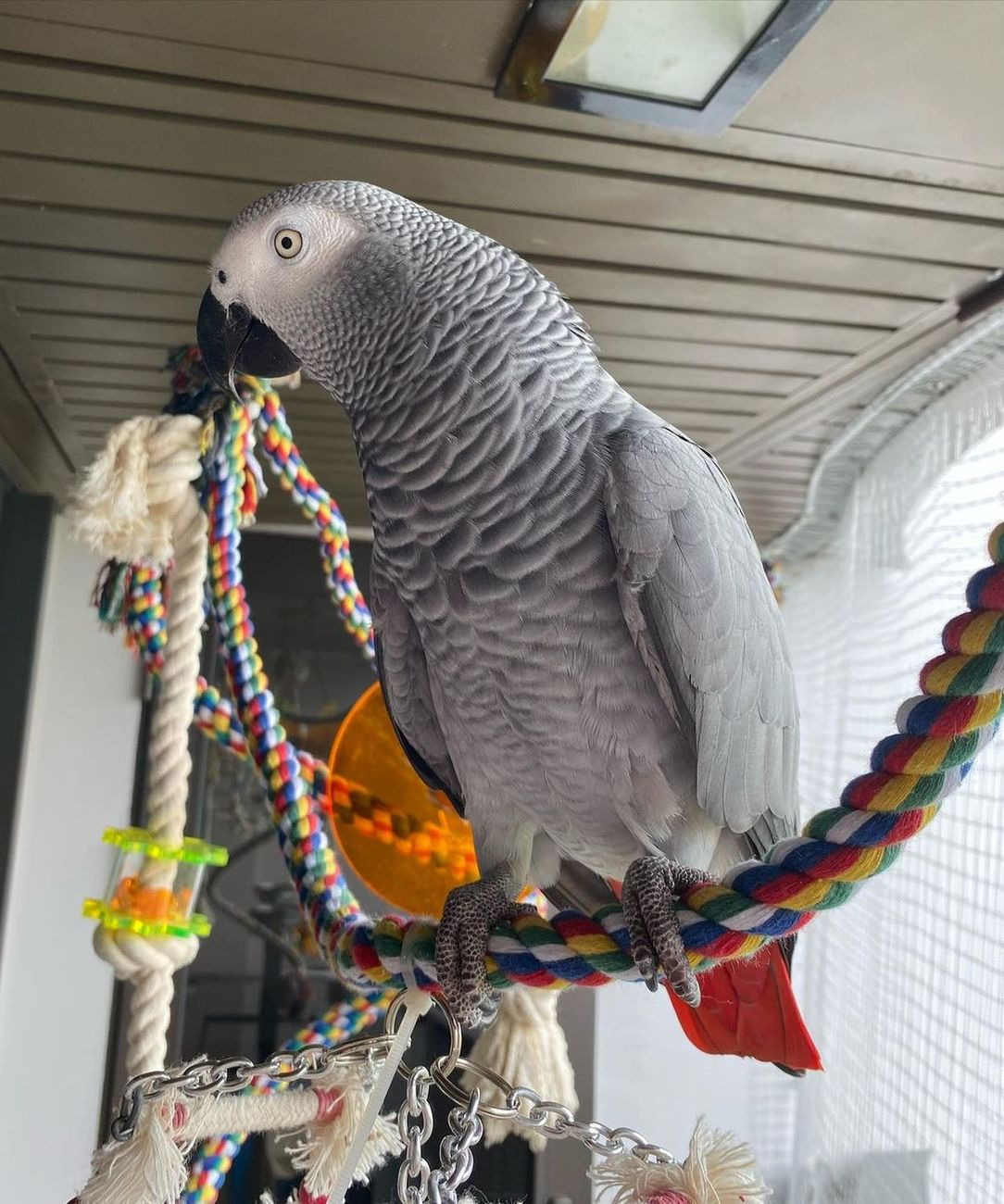 African grey parrots for sale