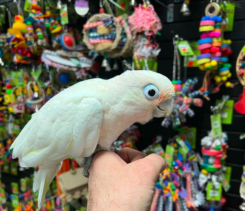 Goffin Cockatoo for sale