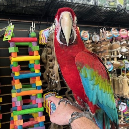 Green Wing Macaw for sale