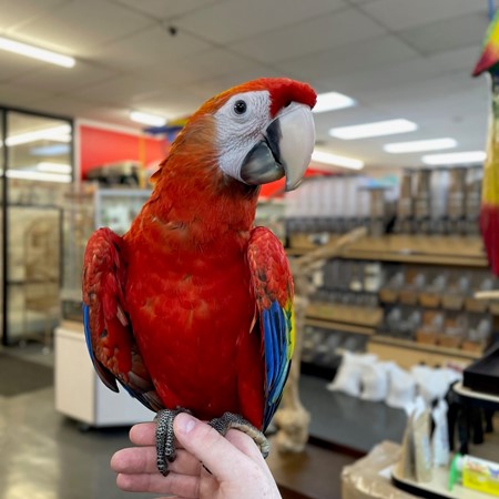 Scarlet Macaw for sale