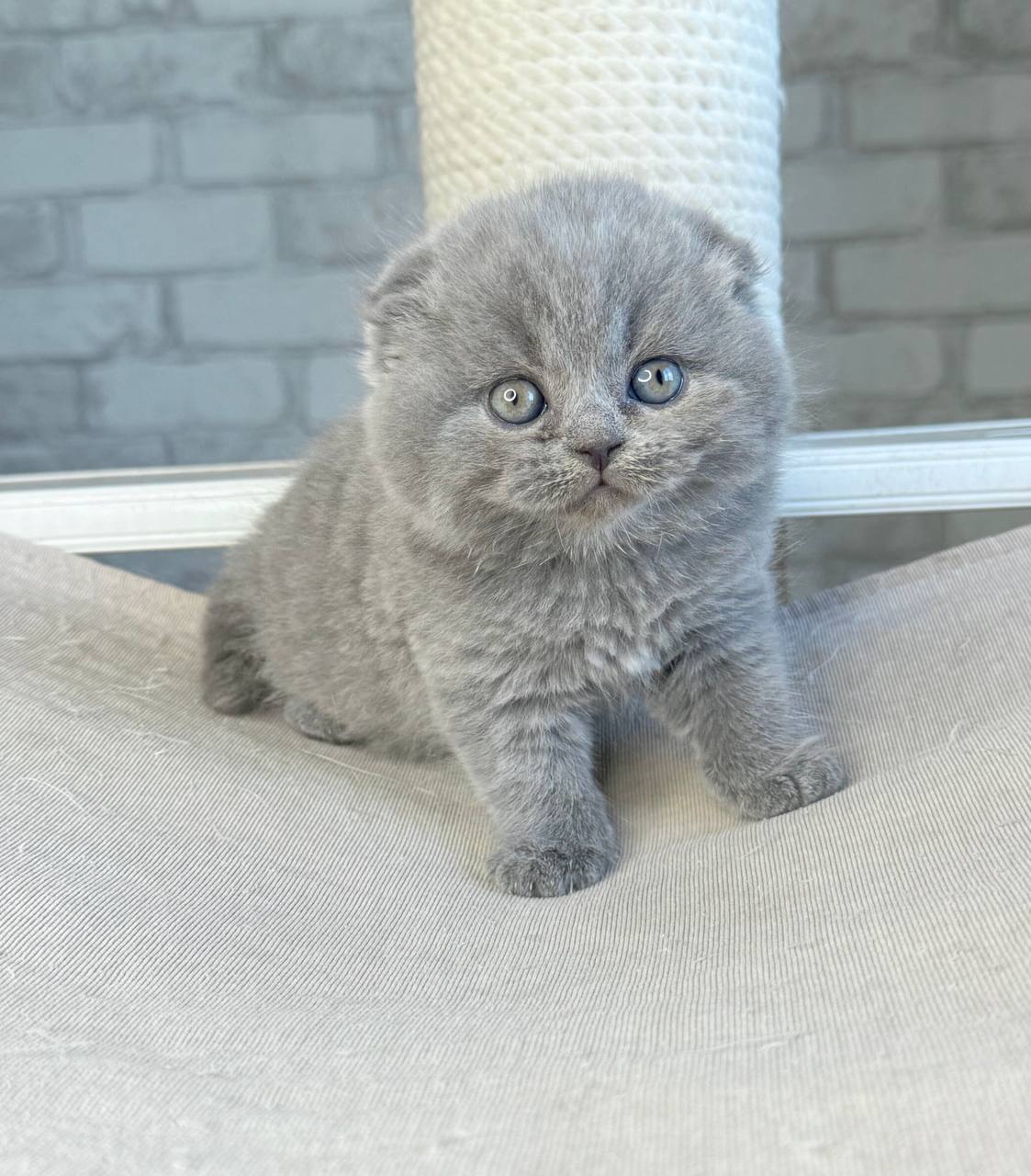 Scottish Fold kittens for sale