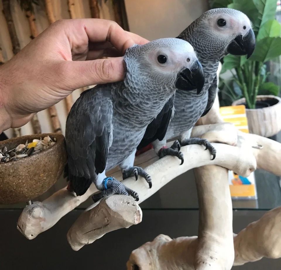 Timneh African Grey