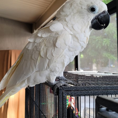 Umbrella Cockatoo for sale