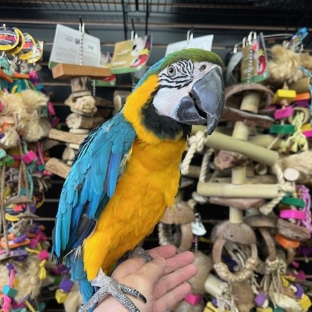 blue and gold macaw for sale