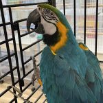 blue and gold parrot