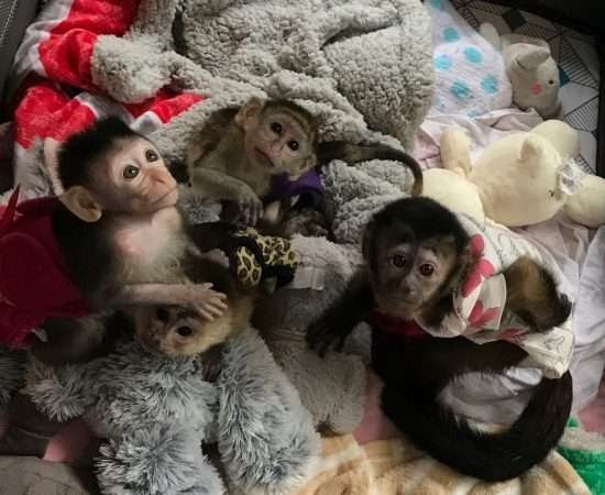 capuchin monkey for sale