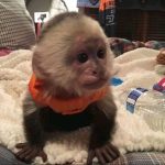 capuchin monkeys