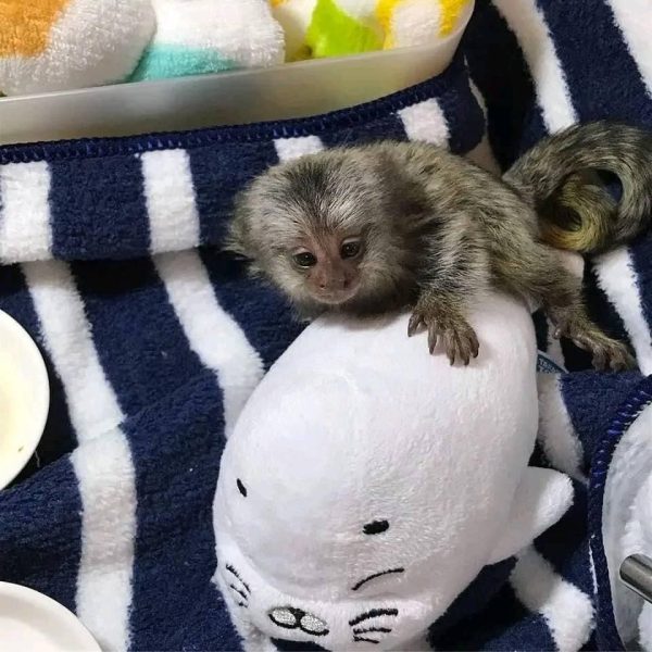 marmoset monkey for sale