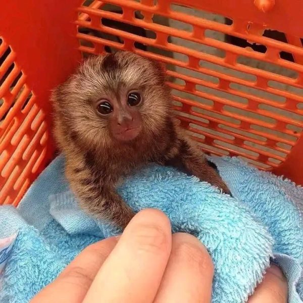 marmoset monkeys
