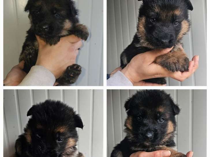 Buy German Shepherd puppies
