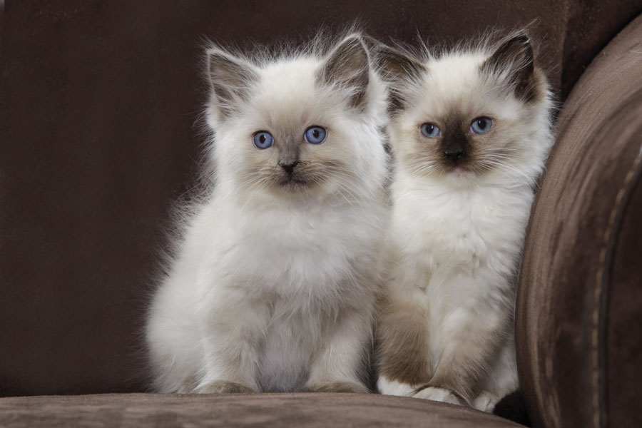 Buy Ragdoll Kittens