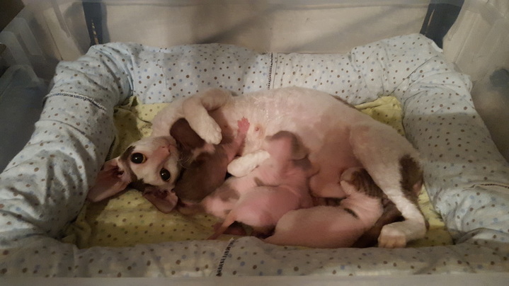 Cornish Rex