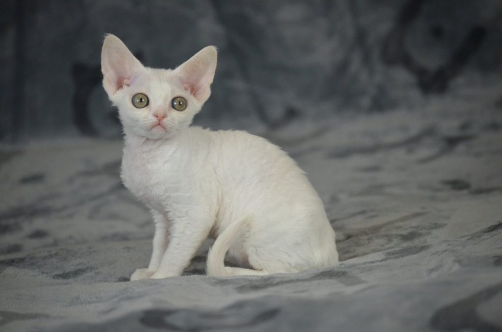 Devon rex kittens for sale