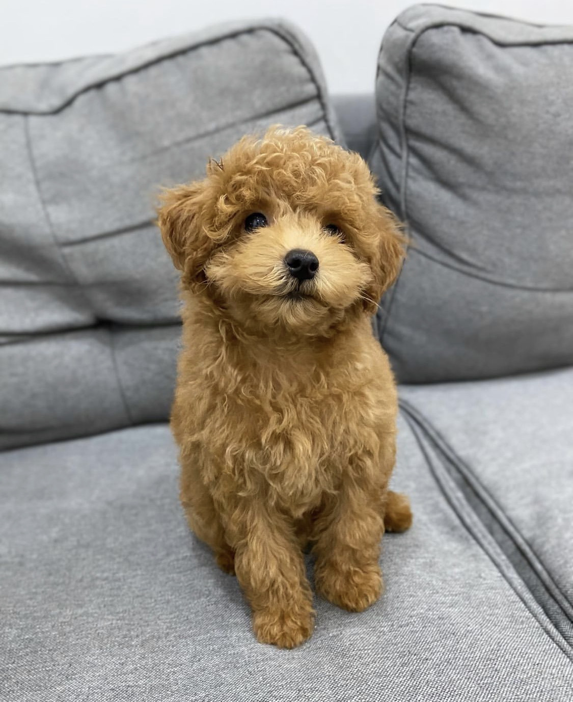 Australian Labradoodle Puppies