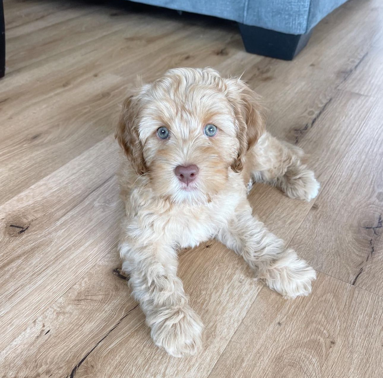 labradoodle puppies for sale