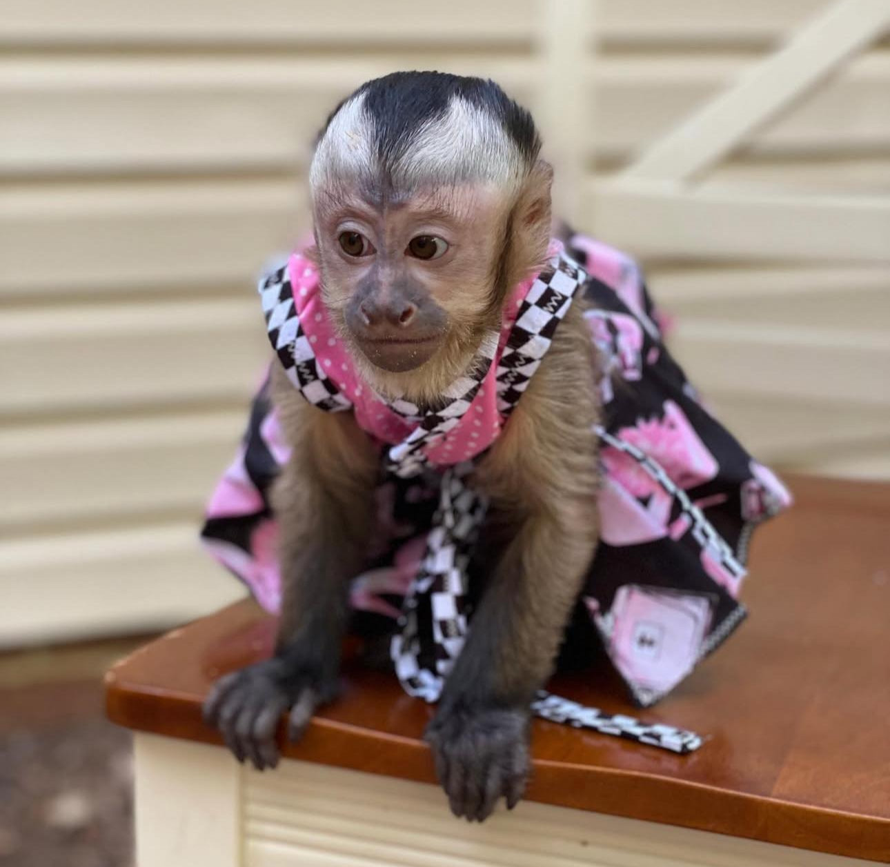 Capuchin monkeys for sale
