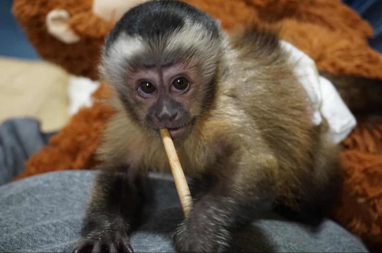 Capuchin monkeys for sale