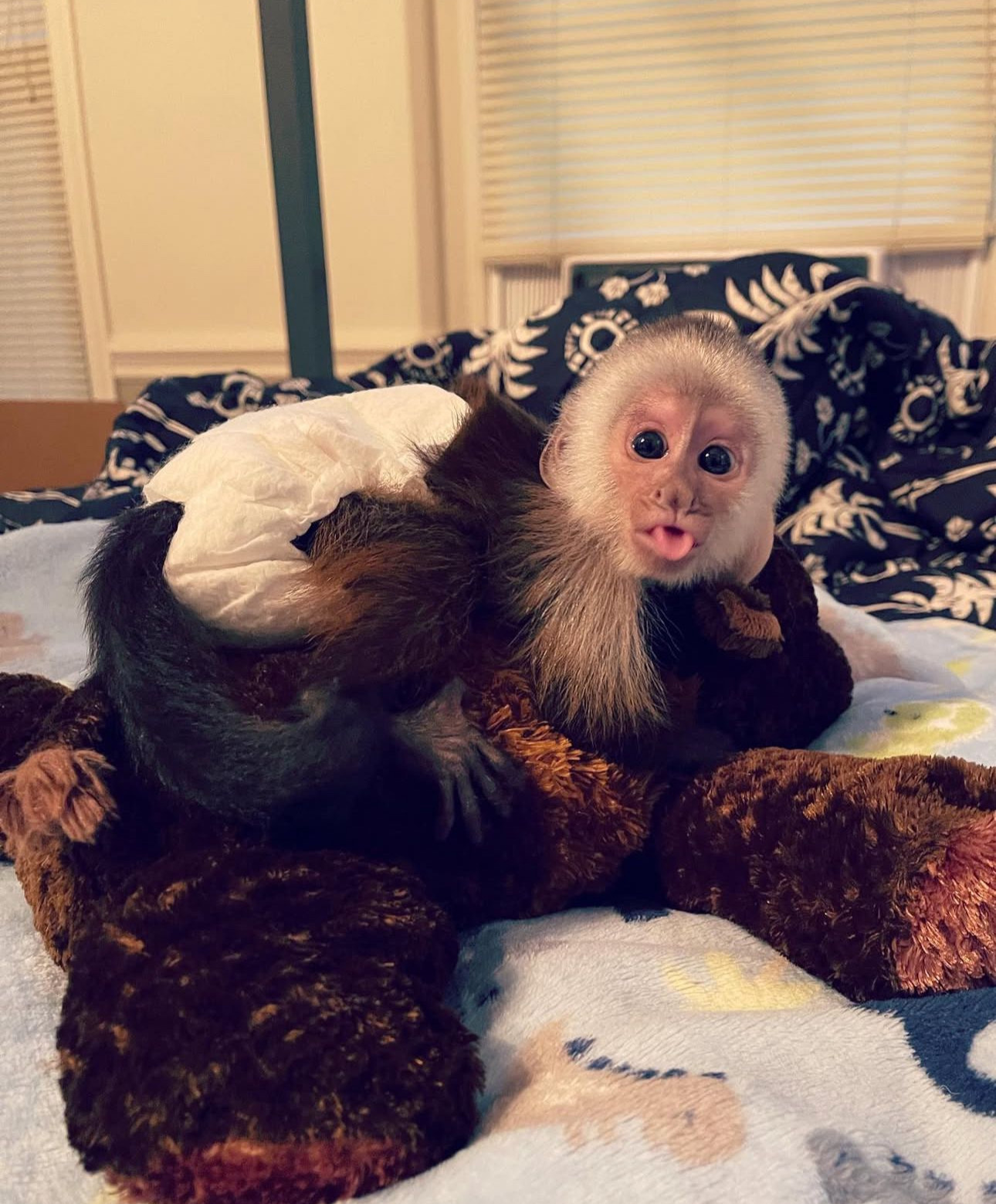 White-faced capuchin monkey