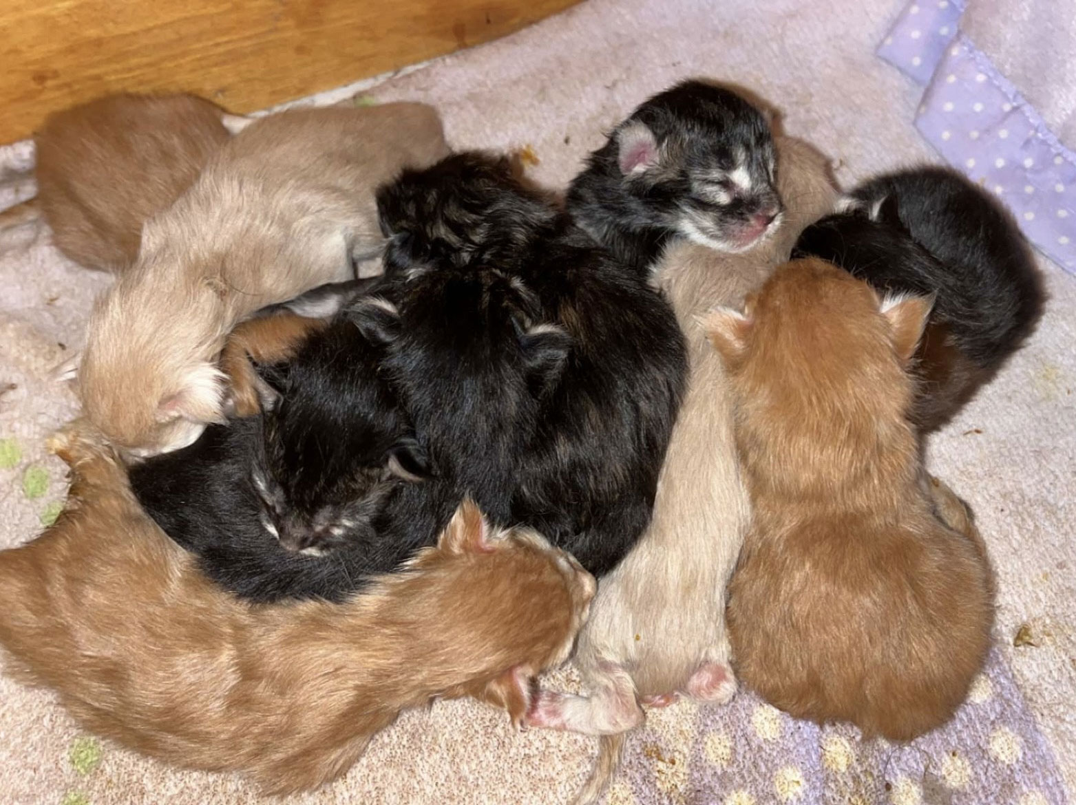 Maine Coon kittens for sale