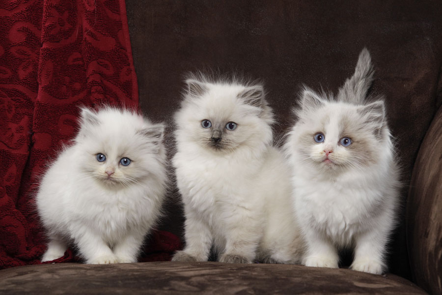 ragdoll kittens for sale