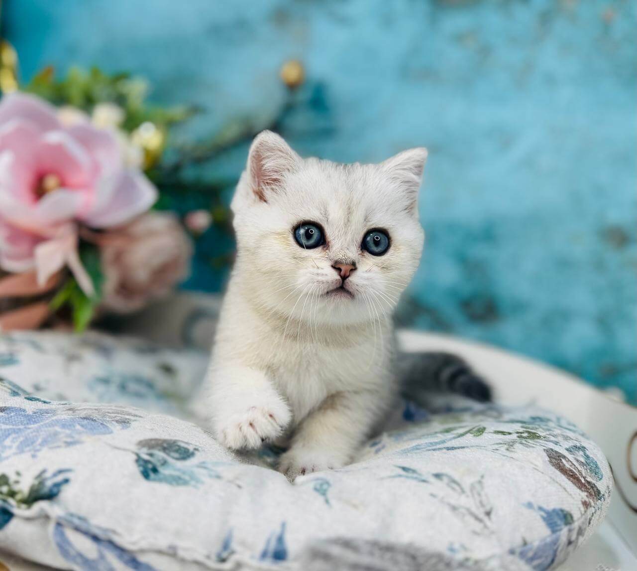 Scottish straight kittens for sale