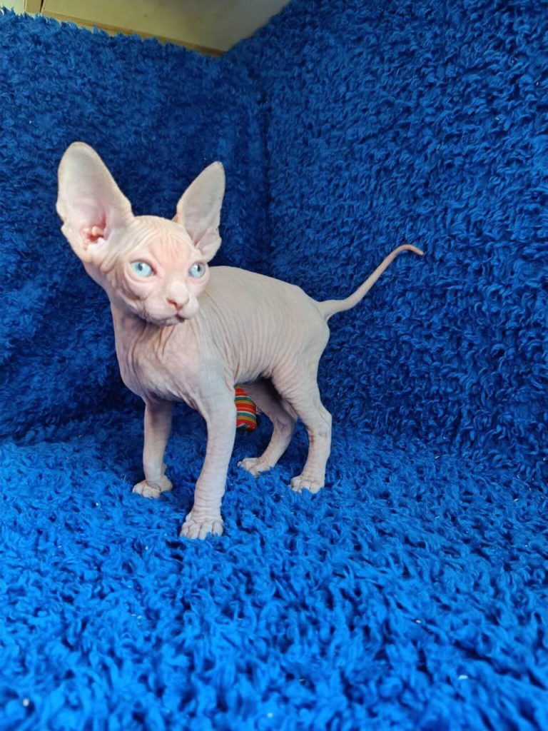 Sphynx kittens for sale