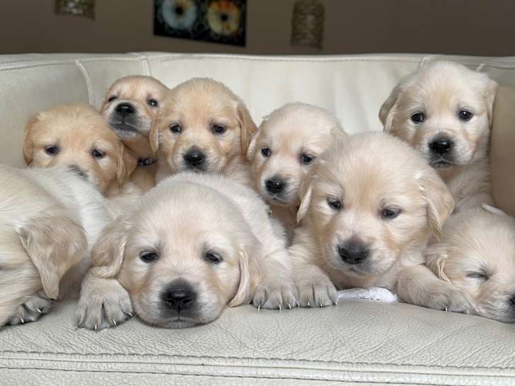 buy golden retriever puppies