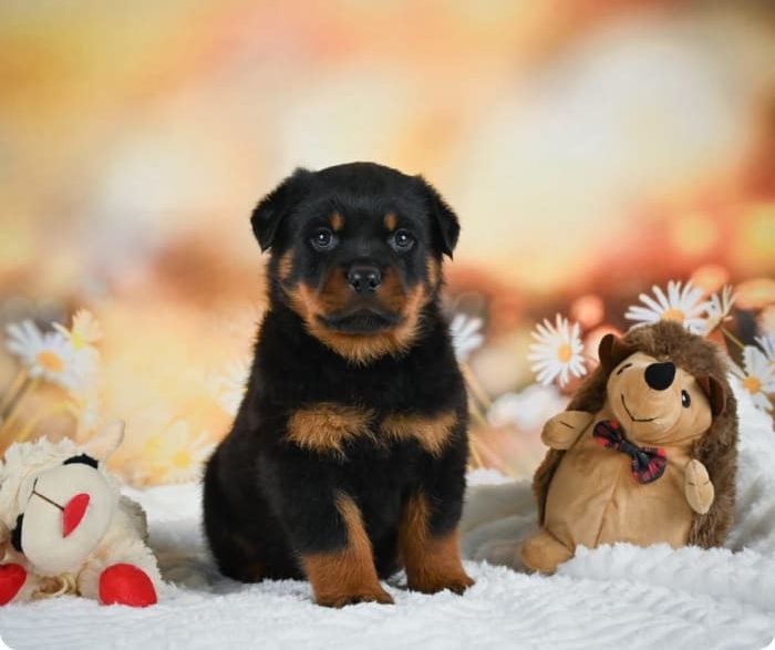 rottweiler puppies for sale