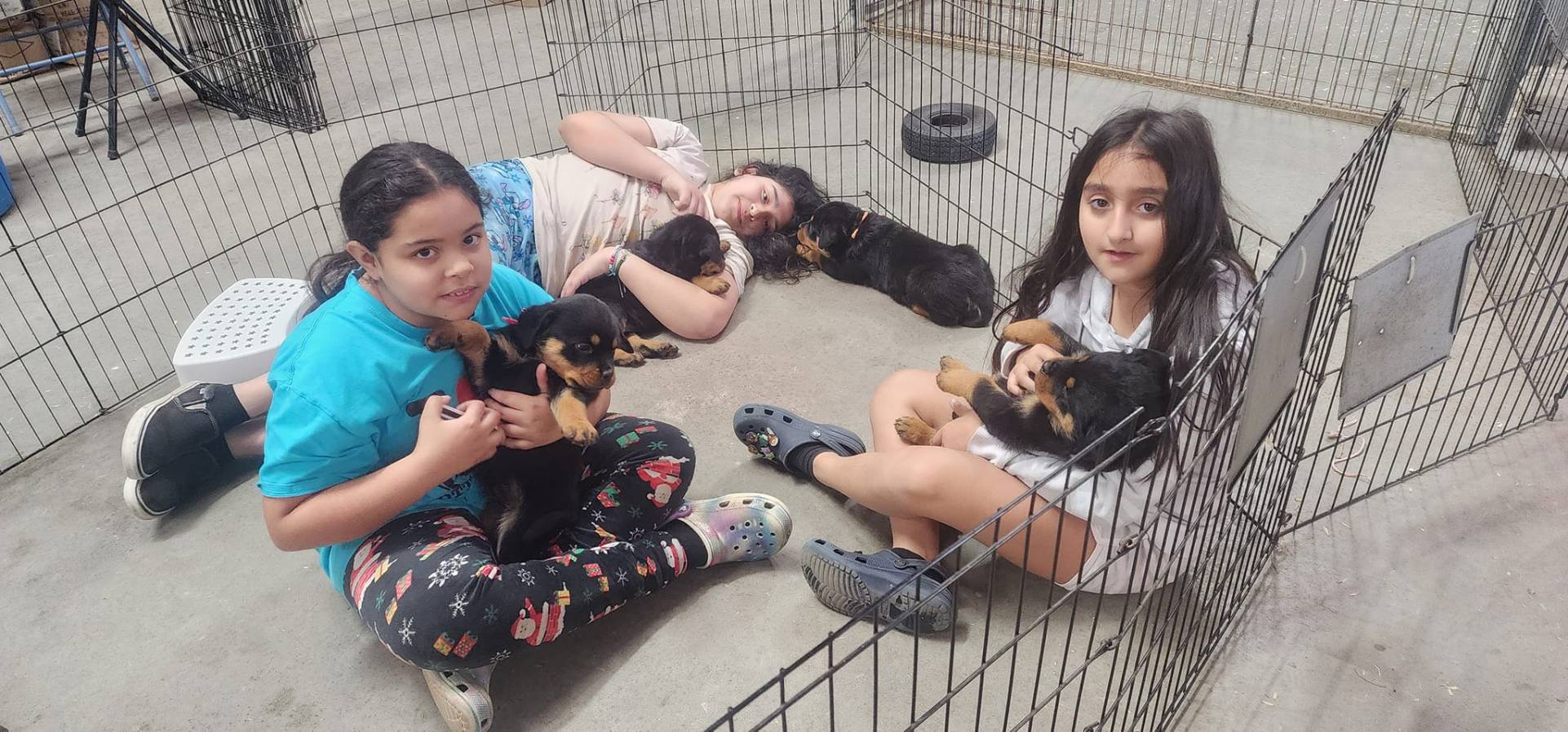 rottweiler puppy for sale